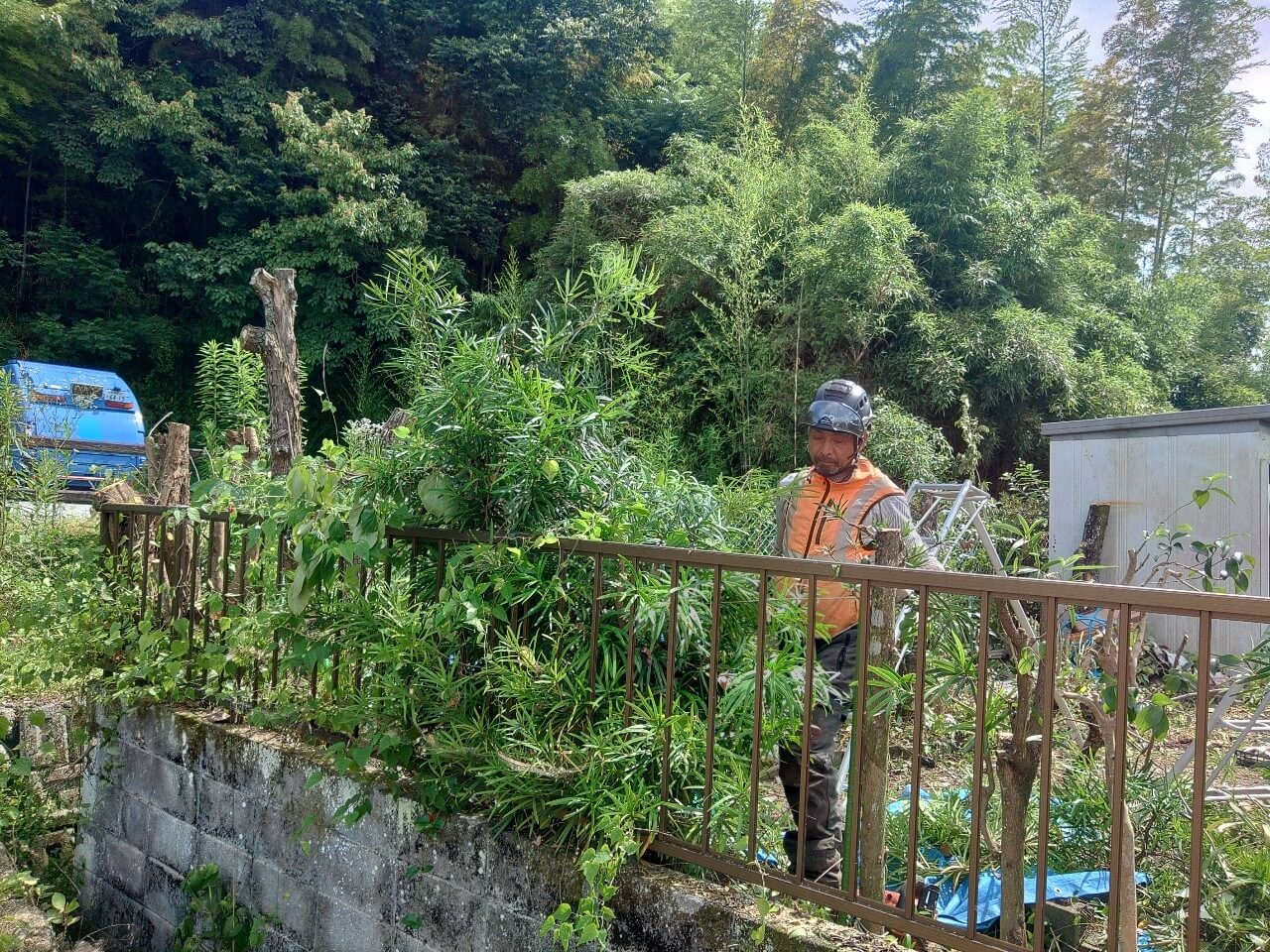 生け垣の剪定を行うスタッフ杉山。フェンスからはみ出した枝も綺麗に切り戻して形を整えて行きます